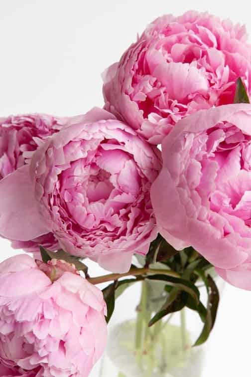 Peony Bunch