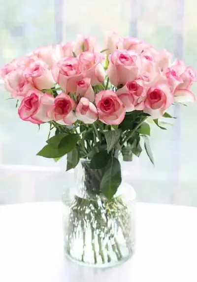 Garden Rose