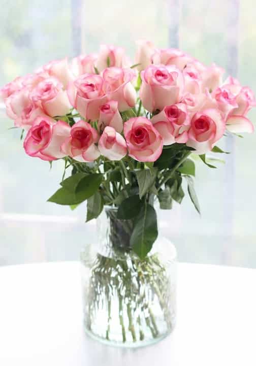 Garden Rose
